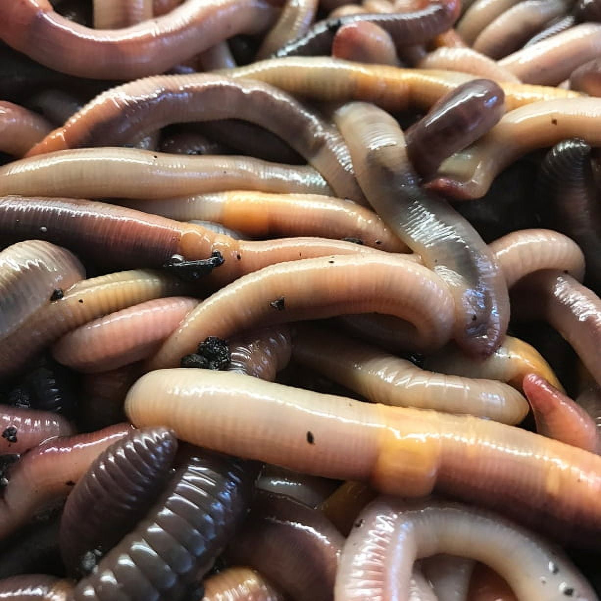 Speedy Worm - Live Canadian Nightcrawlers - 100 Count / Fishing Bait, Reptile Food, Bird Food / Live Arrival Guarantee